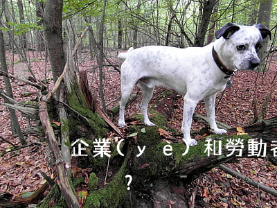 企業(yè)和勞動者對簿公堂，究竟誰有理？